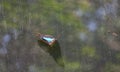 Blue Morpho Butterfly sitting on a protective grid in Costa Rica Royalty Free Stock Photo