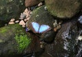 Blue Morpho Butterfly standing on a mossy wet rock