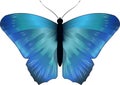 Blue morpho butterfly, vector