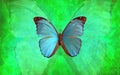 Blue Morpho Butterfly with Vibrant Green Background