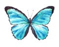 Blue Morpho Butterfly Watercolor Hand Drawn