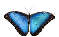 Blue Morpho Butterfly on White Royalty Free Stock Photo