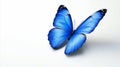 Blue Morpho Butterfly on White Background Royalty Free Stock Photo