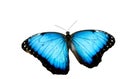 Blue Morpho Butterfly White Background Royalty Free Stock Photo