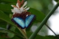 Blue Morpho Butterfly White Ginger Alpinia