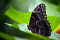 Blue Morpho Butterfly Wings Closed Royalty Free Stock Photo