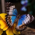 a blue morpho butterfly on a yellow flower. Generative Ai Royalty Free Stock Photo
