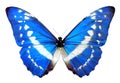 Blue morpho Helena butterfly