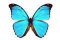 Blue Morpho