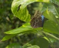 Blue Morpho, Morpho peleides, big butterfly sitting on green leaves, beautiful insect in the nature habitat, wildlife, Amazon, Royalty Free Stock Photo