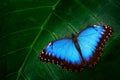 Blue Morpho, Morpho peleides, big butterfly sitting on green leaves, beautiful insect in the nature habitat, wildlife, Amazon, Per