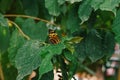 Blue Morpho, Morpho peleides, big butterfly sitting on green leaves, beautiful insect in the nature habitat, wildlife Royalty Free Stock Photo