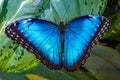 Blue Morpho, Morpho peleides, big butterfly sitting on green leaves,  beautiful insect in the nature habitat, wildlife Royalty Free Stock Photo