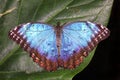 Blue Morpho Morpho peleides tropical butterfly Royalty Free Stock Photo