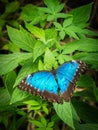 Blue Morpho, Morpho peleides, big butterfly sitting on green leaves, beautiful insect in the nature habitat, wildlife from Amazon Royalty Free Stock Photo