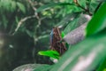 Blue Morpho, Morpho peleides, big butterfly sitting on green leaves, beautiful insect in the nature habitat, wildlife from Amazon Royalty Free Stock Photo