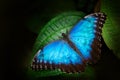 Blue Morpho, Morpho peleides, butterfly sitting on the green leave in the nature habitat. Big butterfly in tropic forest, Costa