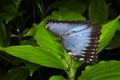 Blue Morpho perched on leaf