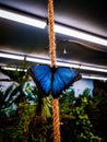 Blue morpho on a rope in a papillon in Prague Royalty Free Stock Photo