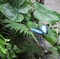 Blue Morpho - Tropical Butterfly