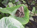 Blue Morpho Underside - Tropical Butterfly