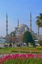 Blue Mosque with flowers in foreground