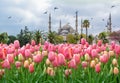 The Blue Mosque, Sultanahmet Camii with pink tulips, Istanbul, Turkey