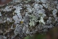 Blue moss on an old tree macro Royalty Free Stock Photo