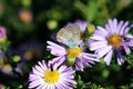 Blue moth on lilac flowers