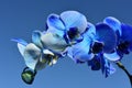 A blue moth orchid - Phalaenopsis blue Royalty Free Stock Photo