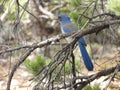 Blue mountain bird on tree in Grand Canyon National Park USA Royalty Free Stock Photo