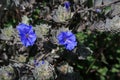 Blue mountain flowers at Cachoeira Da Fumaca, Smoke Waterfall, Vale Do Capao, Chapada Diamantina National Park, Brazil Royalty Free Stock Photo