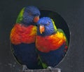 Blue mountain lorikeets sitting in nest, close up