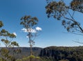 Blue Mountains eucalypt trees, Katoomba Australia
