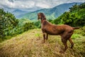 Blue mountains of Jamaica coffee growth place