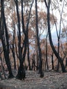 Blue Mountains National Park - Fire damage near Mount Wilson Royalty Free Stock Photo
