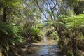 Blue Mountains, New South Wales, Australia Royalty Free Stock Photo