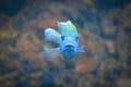 Blue mouthbrooder fish - front view Royalty Free Stock Photo