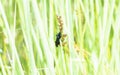 A Blue Mud Dauber Chalybion californicum Wasp on a Green Stalk of Vegetation at a Marsh Royalty Free Stock Photo