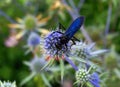 Blue Mud Dauber wasp Royalty Free Stock Photo