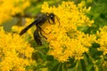 Great Black Digger Wasp - Sphex pensylvanicus Royalty Free Stock Photo