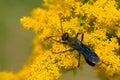 Great Black Digger Wasp - Sphex pensylvanicus Royalty Free Stock Photo