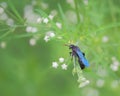 Blue mud dauber wasp Royalty Free Stock Photo