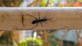 Blue mud dauber wasp searching for a nesting site in summer season Royalty Free Stock Photo