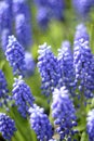 Blue muscari