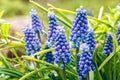 Blue Muscari armeniacum flower (Grape Hyacinth) blooming in spring garden