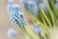 Blue Muscari background