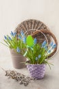 Blue muscari in a basket and willow branches on a gray background Royalty Free Stock Photo