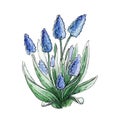 Blue muscari flower watercolor image. Spring seasonal garden blooming plant hand drawn illustration. Muscsri on white background.