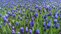 Blue muscari flowers